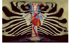  孙悟空飞进铁扇公主嘴里后都看到了什么？ 