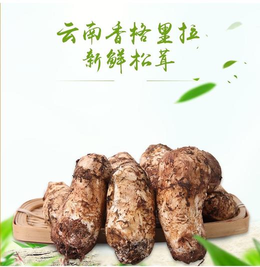 【香格里拉鲜松茸500g】云南特产散装鲜嫩松茸 原产地直发 亚布力当季