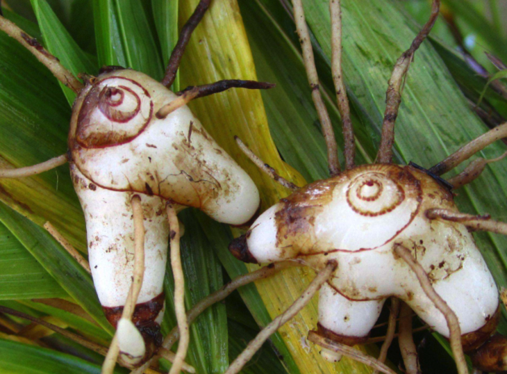 玉容散 | 宫中贡品真不一般,补水,亮肤样样行