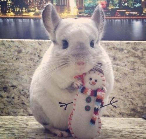 阿萨德 商品图0