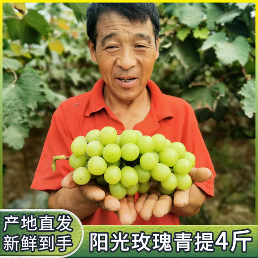 阳光玫瑰晴王葡萄5斤/箱（±2两） 商品图2