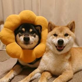 让狗狗自由恋爱和生育，给狗狗一个完整的狗生是爱狗的表现吗？