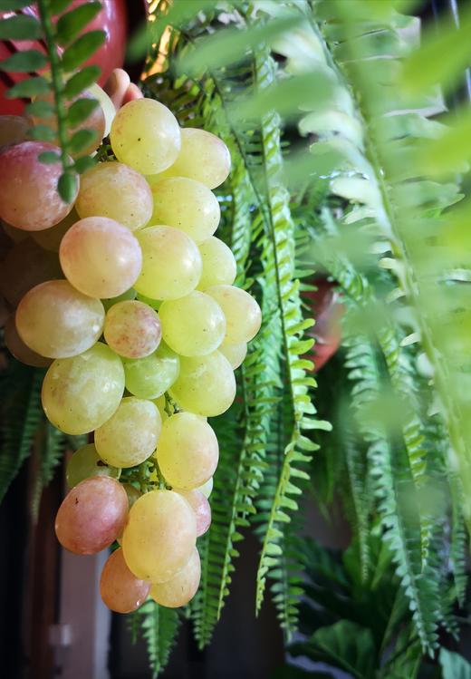 有机葡萄-红罗莎 Organic Red Rosa Grapes 商品图0