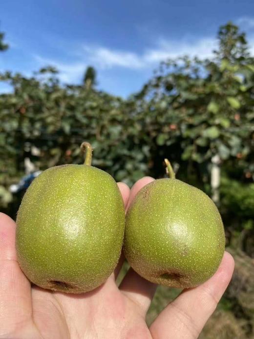 云南浦江红心猕猴桃  甜蜜多汁，沁人香味，补充丰富维C 商品图2