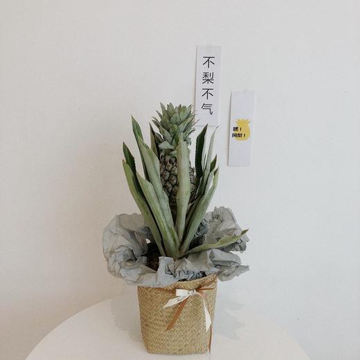 花艺 黑凤梨·盆栽 商品图0