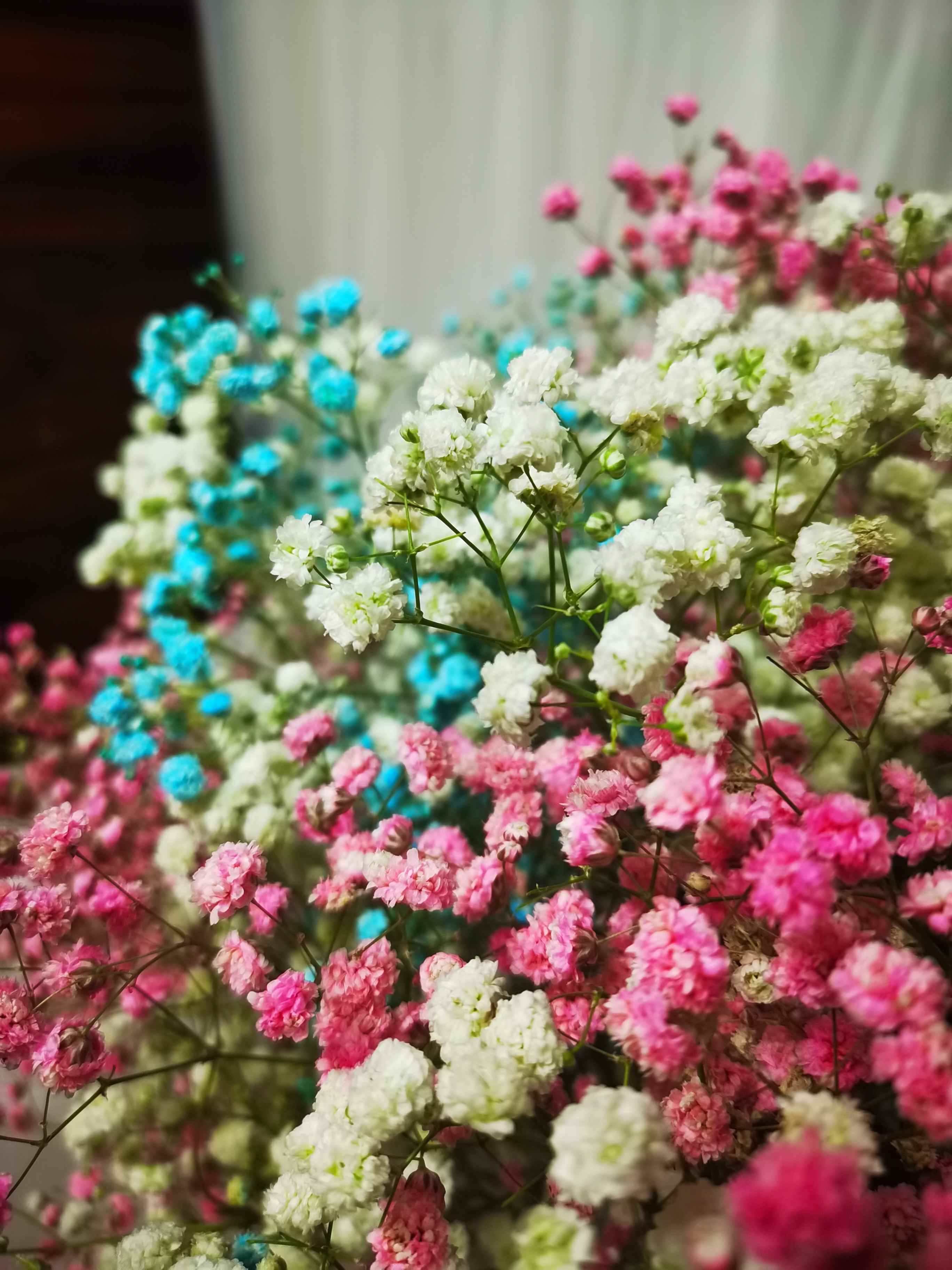 【爱的告白】三色甜蜜满天星花束 七夕推荐 - 小丑鲜花