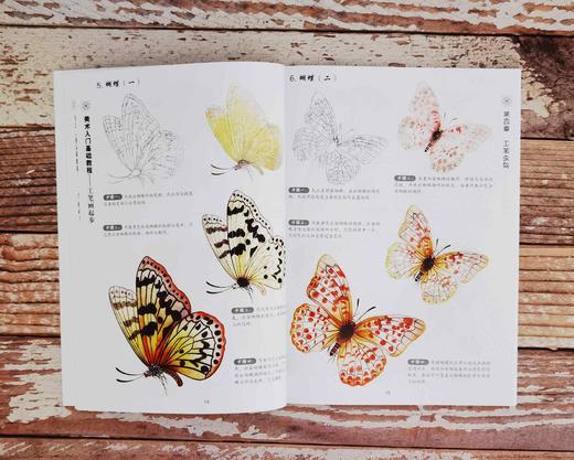 美术入门基础教程 工笔画起步 张恒国 工笔画入门教材绘画书籍 工笔画技法 工笔虫鸟花卉工笔花鸟上色方法 工笔画技法从入门到精通 商品图4