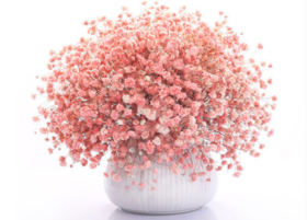 满天星干花一把（颜色可自由选择）—限襄阳市区