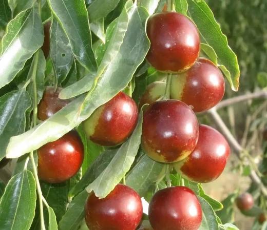 新疆原生态有机牛奶鲜冬 枣自然成熟 脆枣 商品图2