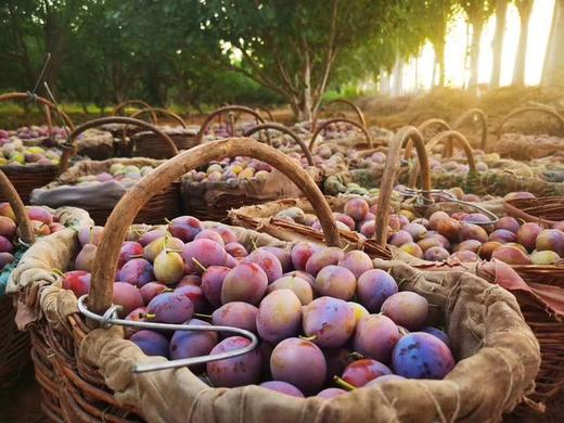 新疆喀什法兰西西梅家庭装/礼盒装 商品图2