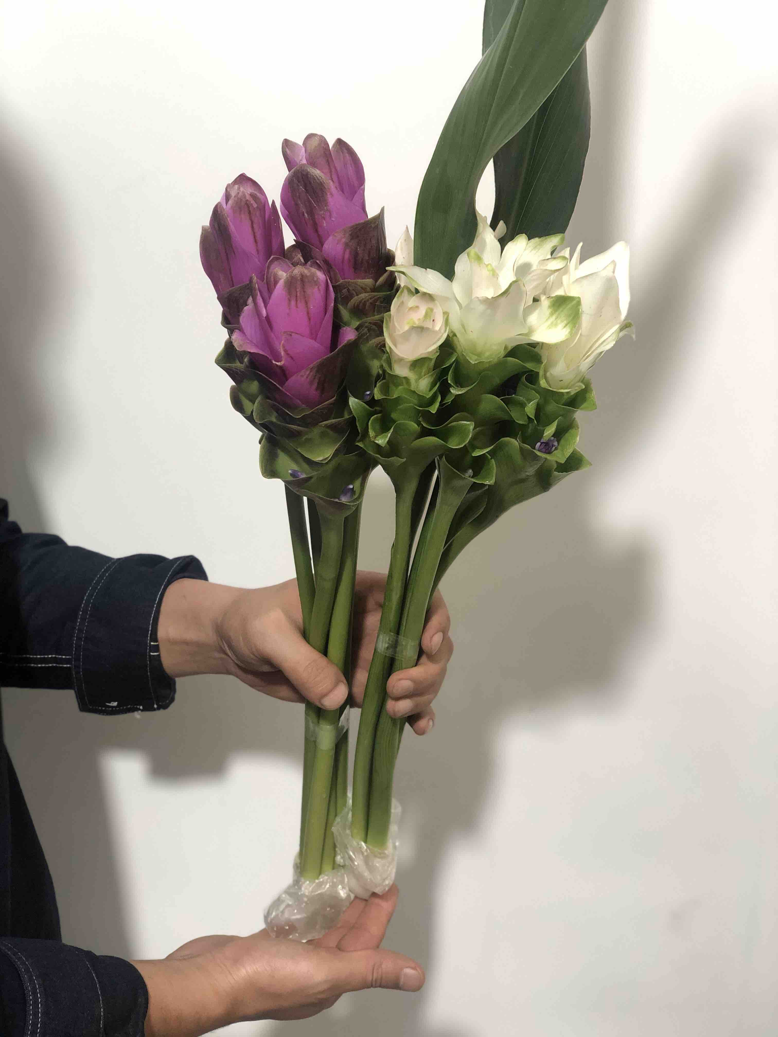 姜荷花(混批20扎起发)