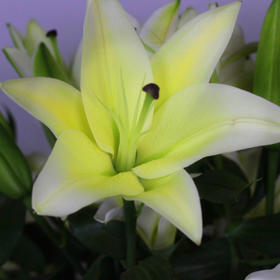 百合（花开比脸大）A级-限襄阳市区