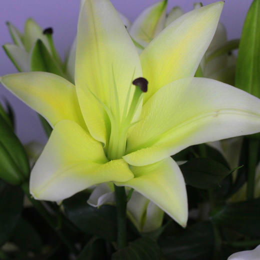 百合（花开比脸大）A级-限襄阳市区 商品图0