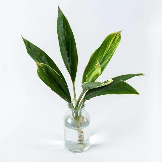 zzj-【配叶】绿朱蕉