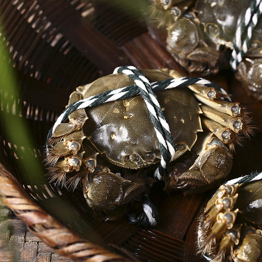 金世尊大闸蟹2388型 商品图3