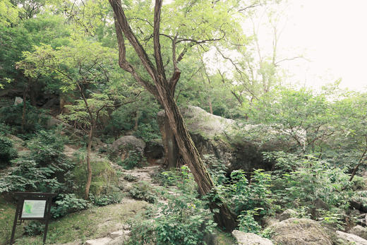 元宝石 - 白鹿岩 商品图0