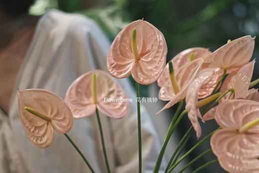 【周四团购】粉色荷冠掌5枝69.8元 2人拼团 商品图1