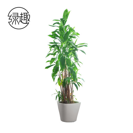 四季长青02 商品图0