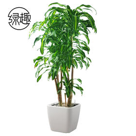富贵满堂04