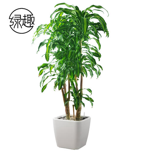 富贵满堂04 商品图0