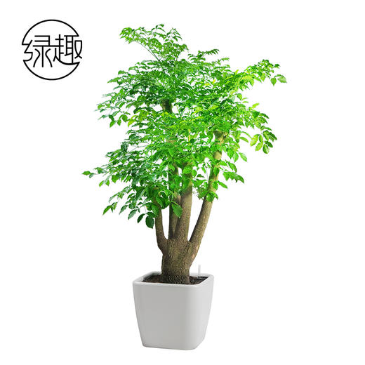 幸福美满01 商品图0