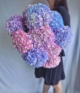 【周四团购】2枝绣球49.9元 2人拼团