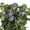 配花 | 藿香蓟紫色 商品缩略图4