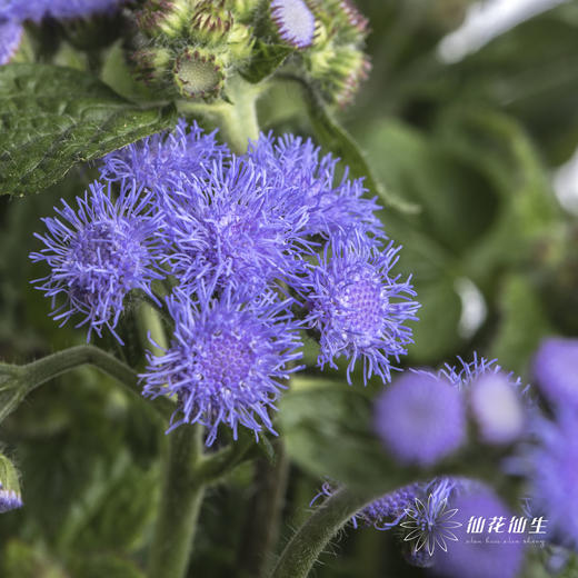 配花 | 藿香蓟紫色 商品图2