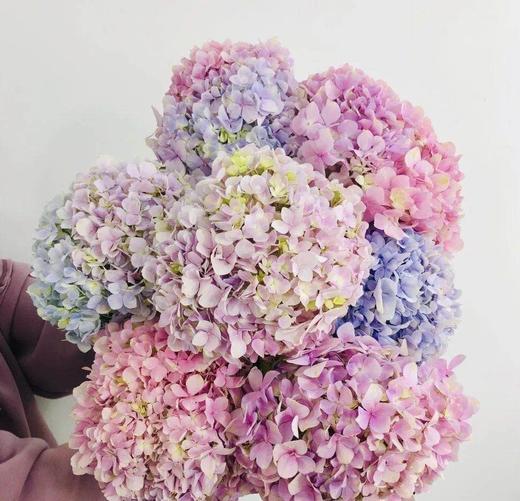 【周四团购】2枝绣球49.9元 2人拼团 商品图3