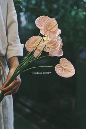 【周四团购】粉色荷冠掌5枝69.8元 2人拼团