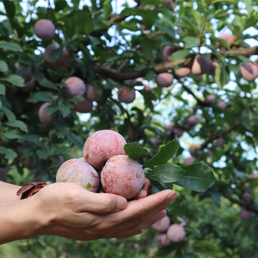福建古田芙蓉李大果5斤包邮 现摘现发 果实艳丽 甜酸适中 粒粒精选
