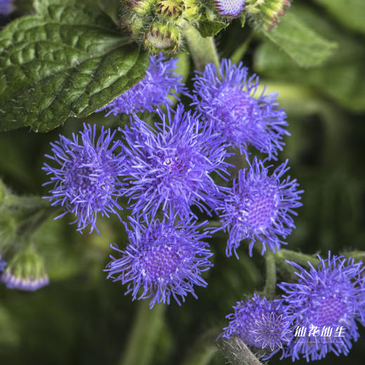 配花 | 藿香蓟紫色 商品图3