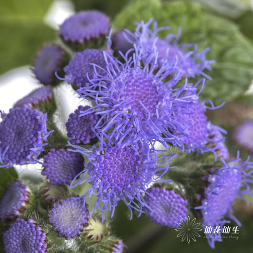 配花 | 藿香蓟紫色 商品图0