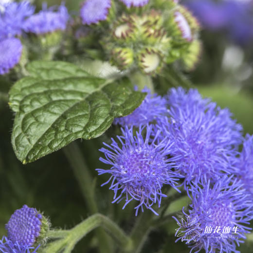 配花 | 藿香蓟紫色 商品图1