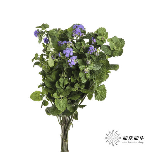 配花 | 藿香蓟紫色 商品图5