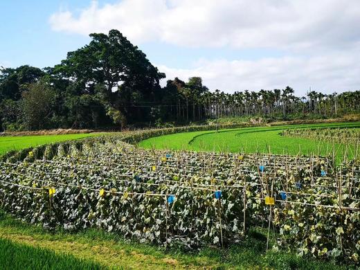蓝色诱虫板蓝板防水防晒 商品图3