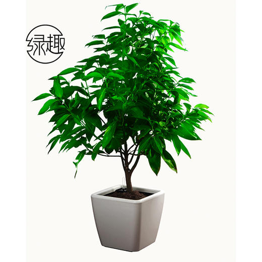 合家平安01 商品图0