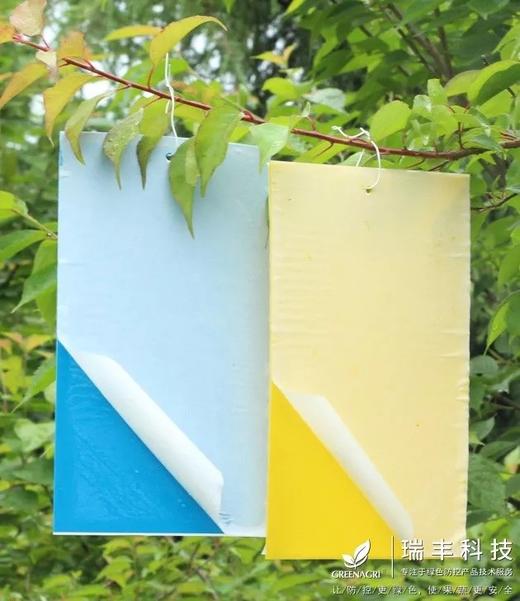 蓝色诱虫板蓝板防水防晒 商品图2