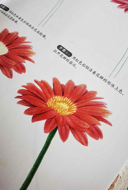 美术入门基础教程——彩铅画起步 商品图3