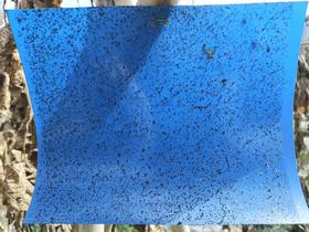 蓝色诱虫板蓝板防水防晒