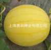 [专业种子] "黄皮爱娘"西瓜种子 商品缩略图0