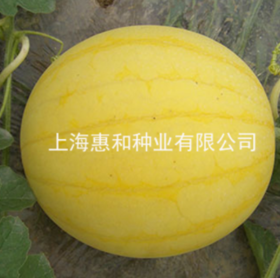 [专业种子] "黄皮爱娘"西瓜种子