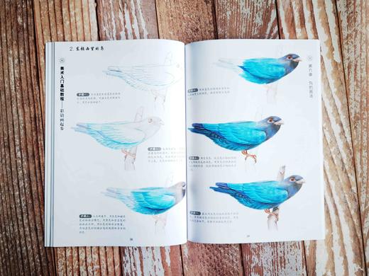 美术入门基础教程——彩铅画起步 商品图8