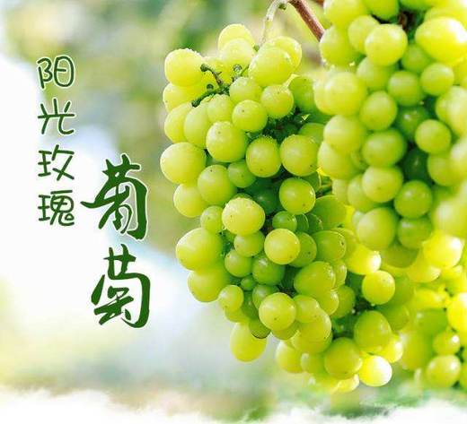 阳光玫瑰葡萄 商品图0