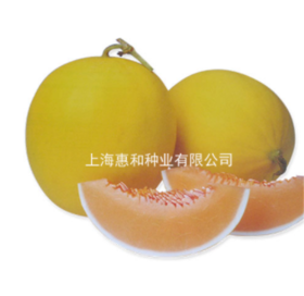 [专业种子] “金玉”光皮甜瓜种子