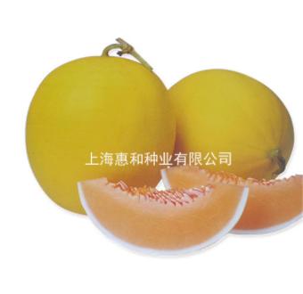 [专业种子] “金玉”光皮甜瓜种子 商品图0