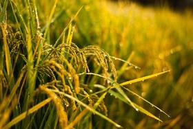 处暑 | 秋乏、脾胃弱、皮肤糙……是时候给身体补气了