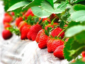 草莓定植前后的管理