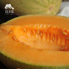 生态沙漠西州蜜蜜瓜 | 合作生产*Eco-XEco-Xizhou sweet melon of desert | Coproduction| 商品缩略图2