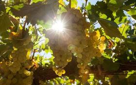 今晚24点开奖！大家还不快冲？0元包邮得高乔骑士特浓情干白！